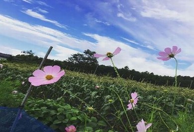 bt磁力混吞天地