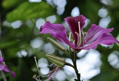 无名花开种子搜