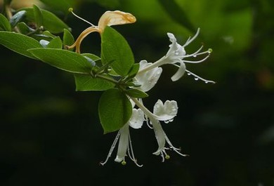 时光虽逝种子搜